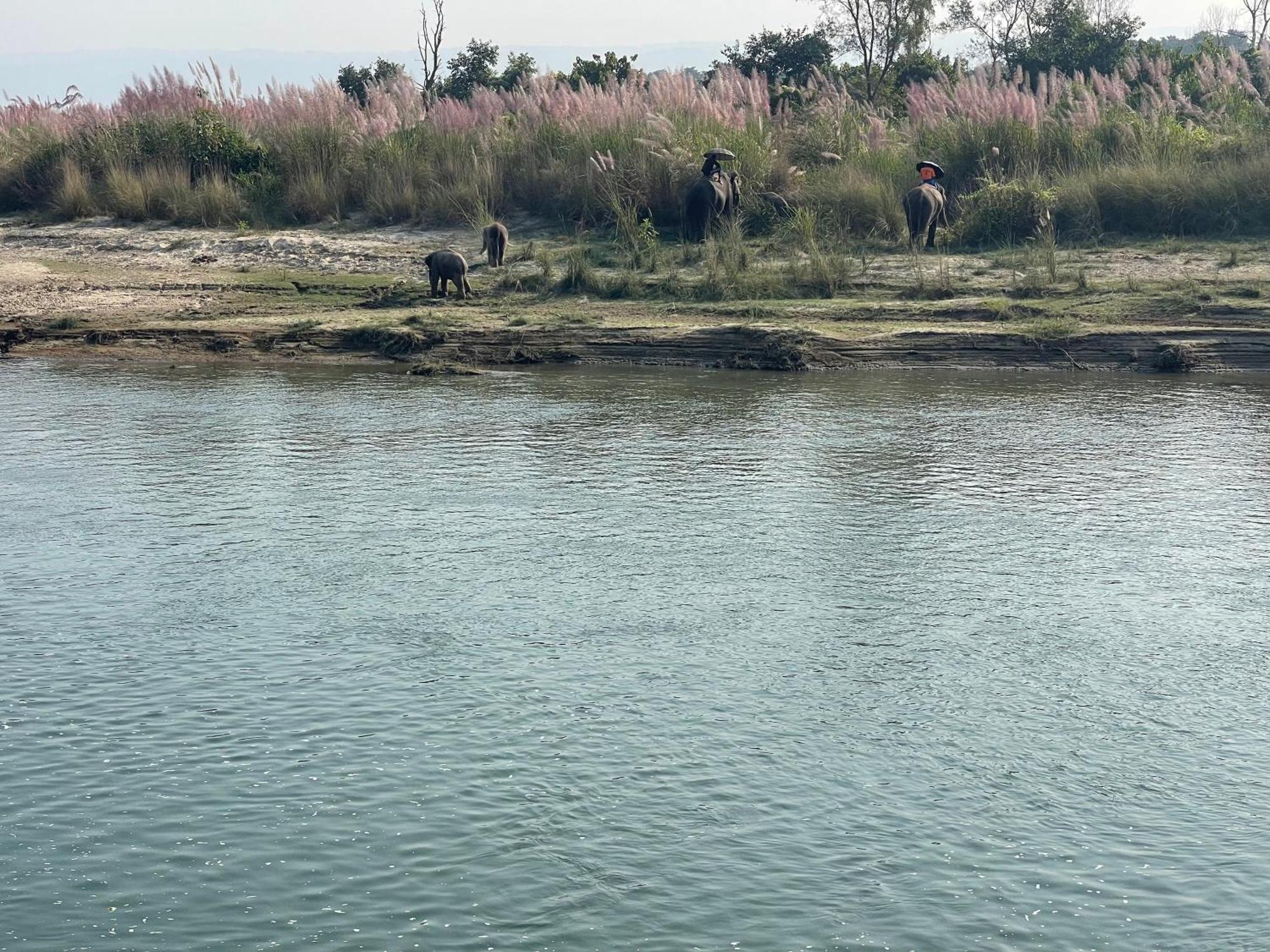 Chitwan Riverside Resort Sauraha Eksteriør billede
