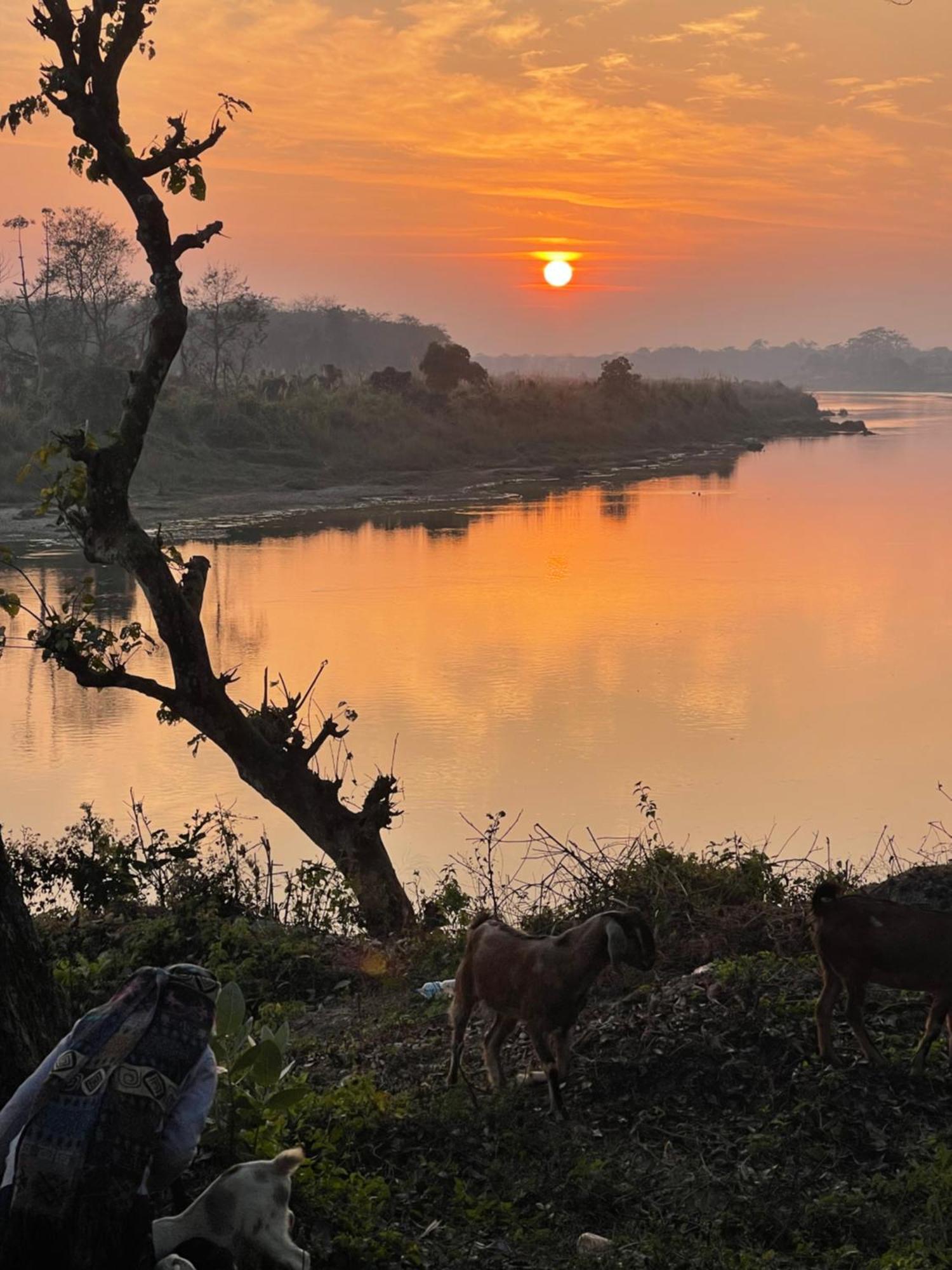 Chitwan Riverside Resort Sauraha Eksteriør billede